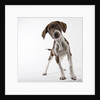 German shorthaired pointer puppy by Anonymous