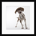 German shorthaired pointer puppy by Anonymous