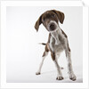German shorthaired pointer puppy by Anonymous