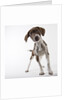 German shorthaired pointer puppy by Anonymous