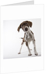 German shorthaired pointer puppy by Anonymous