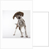 German shorthaired pointer puppy by Anonymous