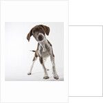 German shorthaired pointer puppy by Anonymous