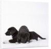 Puppies lying on one another by Anonymous