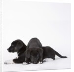 Puppies lying on one another by Anonymous
