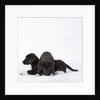 Puppies lying on one another by Anonymous