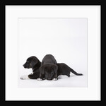 Puppies lying on one another by Anonymous