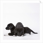 Puppies lying on one another by Anonymous