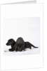 Puppies lying on one another by Anonymous