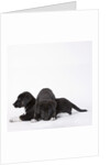Puppies lying on one another by Anonymous