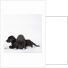 Puppies lying on one another by Anonymous