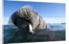 Walrus swimming by Anonymous
