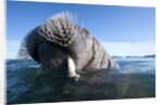 Walrus swimming by Anonymous