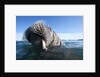 Walrus swimming by Anonymous