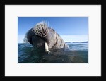 Walrus swimming by Anonymous