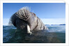 Walrus swimming by Anonymous
