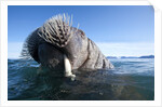 Walrus swimming by Anonymous