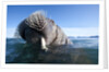 Walrus swimming by Anonymous