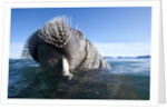 Walrus swimming by Anonymous