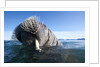Walrus swimming by Anonymous