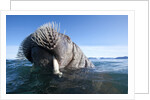 Walrus swimming by Anonymous