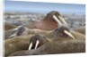 Walrus herd lying on beach by Anonymous