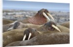 Walrus herd lying on beach by Anonymous