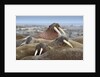 Walrus herd lying on beach by Anonymous