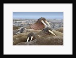Walrus herd lying on beach by Anonymous