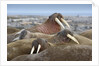 Walrus herd lying on beach by Anonymous