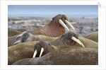 Walrus herd lying on beach by Anonymous