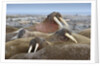 Walrus herd lying on beach by Anonymous