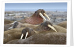 Walrus herd lying on beach by Anonymous