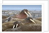Walrus herd lying on beach by Anonymous