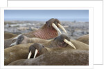 Walrus herd lying on beach by Anonymous
