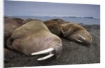 Walrus herd lying on beach by Anonymous