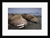 Walrus herd lying on beach by Anonymous