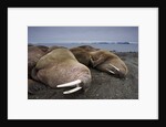 Walrus herd lying on beach by Anonymous