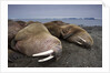 Walrus herd lying on beach by Anonymous