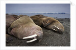 Walrus herd lying on beach by Anonymous