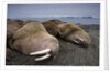 Walrus herd lying on beach by Anonymous