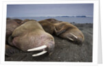Walrus herd lying on beach by Anonymous