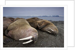 Walrus herd lying on beach by Anonymous