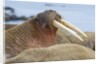 Walrus herd lying on beach by Anonymous