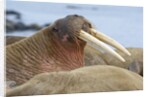 Walrus herd lying on beach by Anonymous