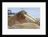 Walrus herd lying on beach by Anonymous