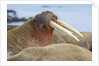Walrus herd lying on beach by Anonymous