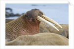Walrus herd lying on beach by Anonymous