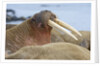 Walrus herd lying on beach by Anonymous