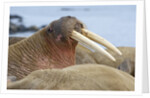 Walrus herd lying on beach by Anonymous